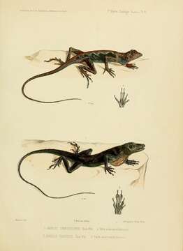 Image of Anolis chrysolepis Duméril & Bibron 1837