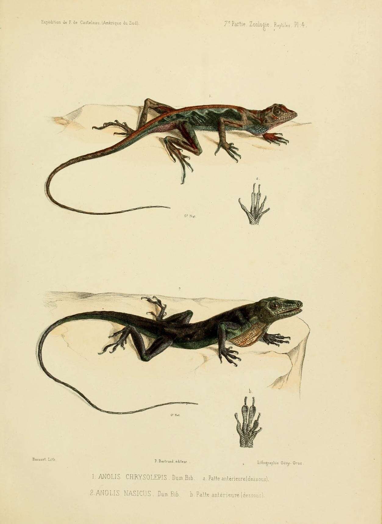 Image of Anolis chrysolepis Duméril & Bibron 1837