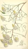 Image of Grevillea intricata Meissn.