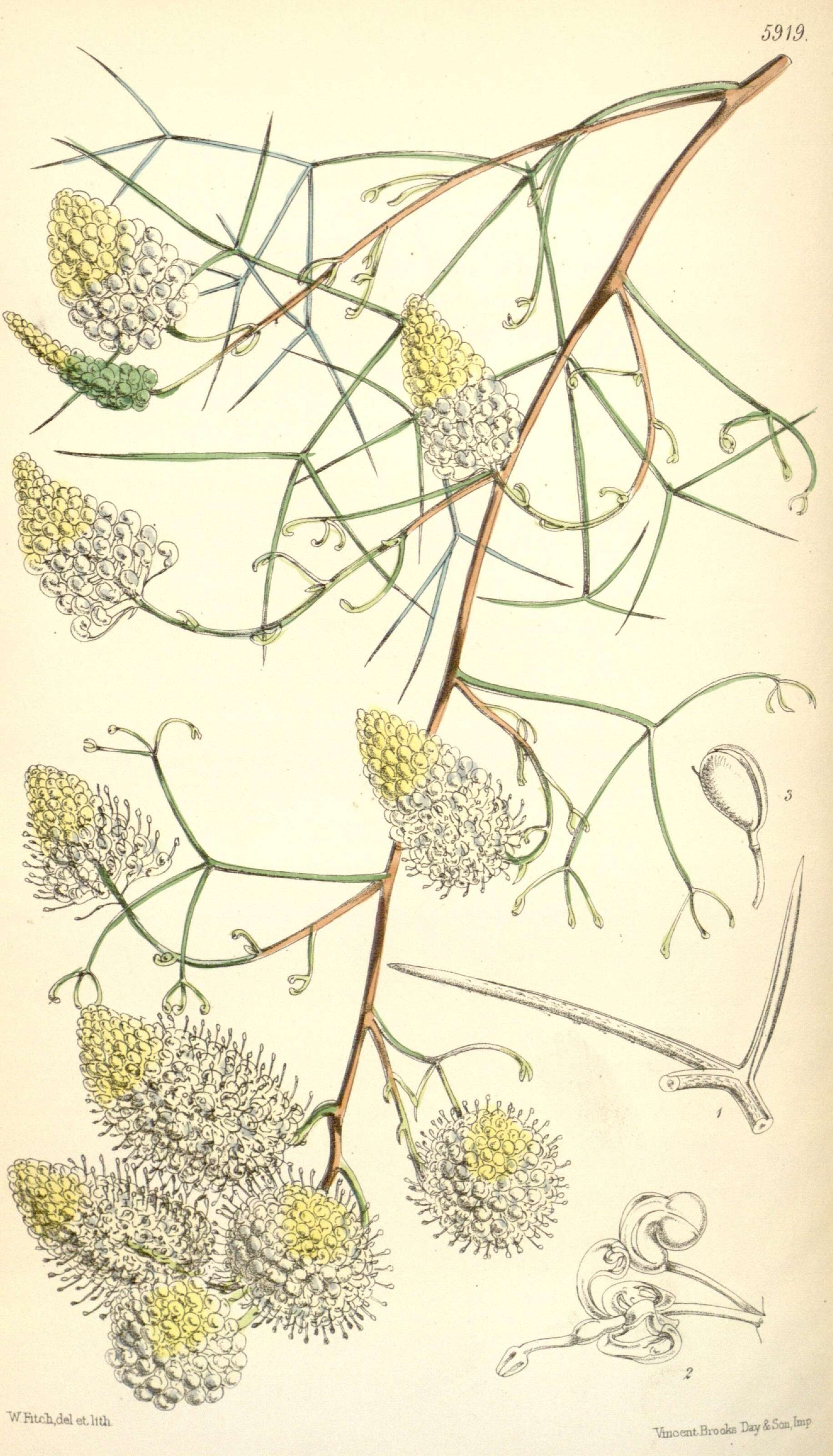 Imagem de Grevillea intricata Meissn.