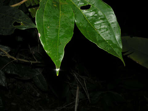 Image of Calliandra grandifolia P. H. Allen