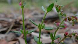 Image of water milfoil family