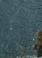 Image of Fulmar