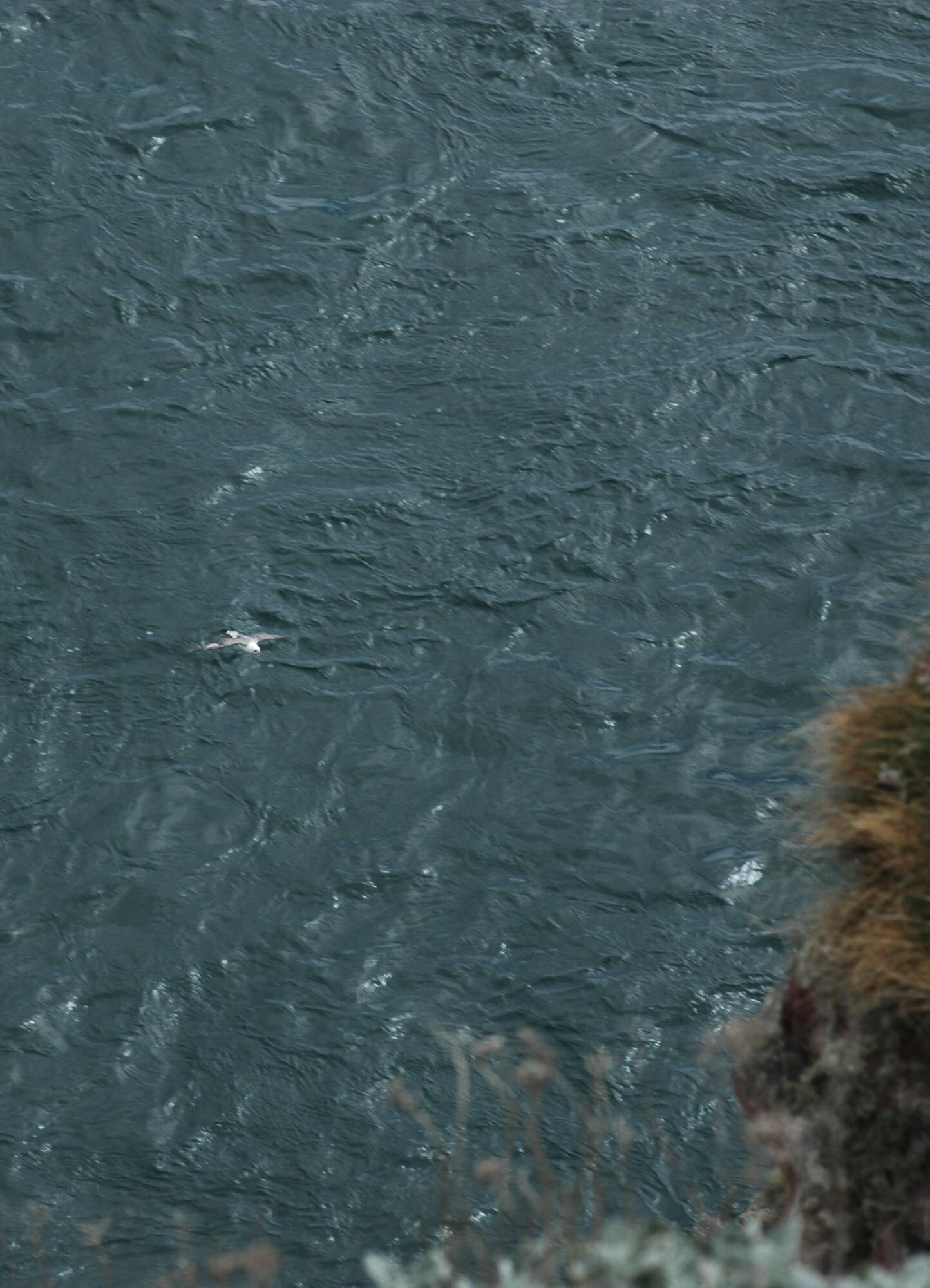 Image of Fulmar