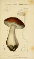 Image of Boletus