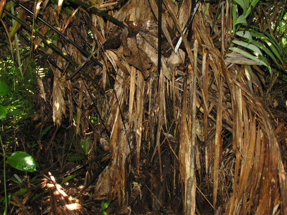 Image de Oenocarpus mapora H. Karst.