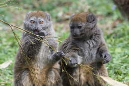 Image of Alaotra Reed Lemur