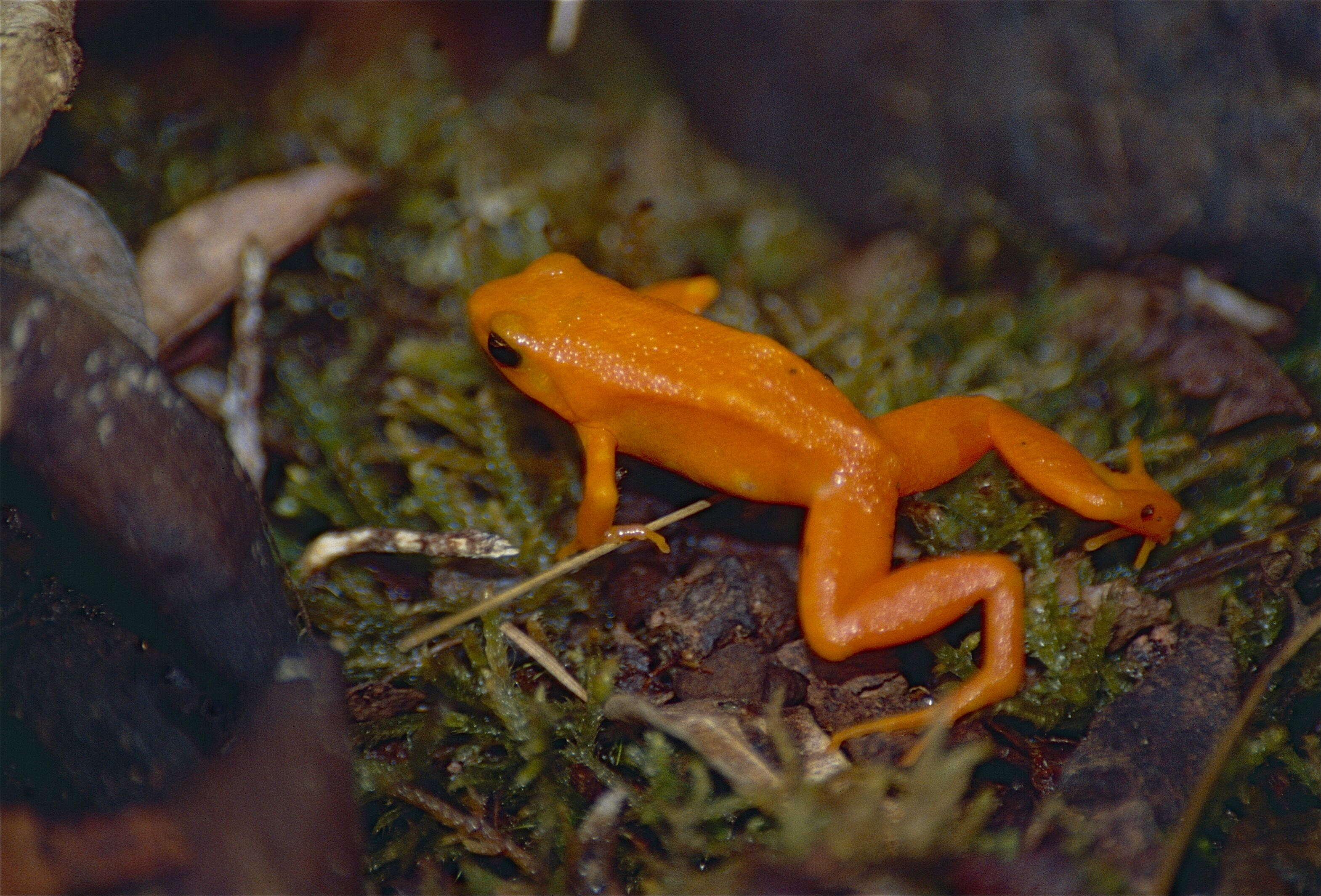 Image of Ginger Tree Frog