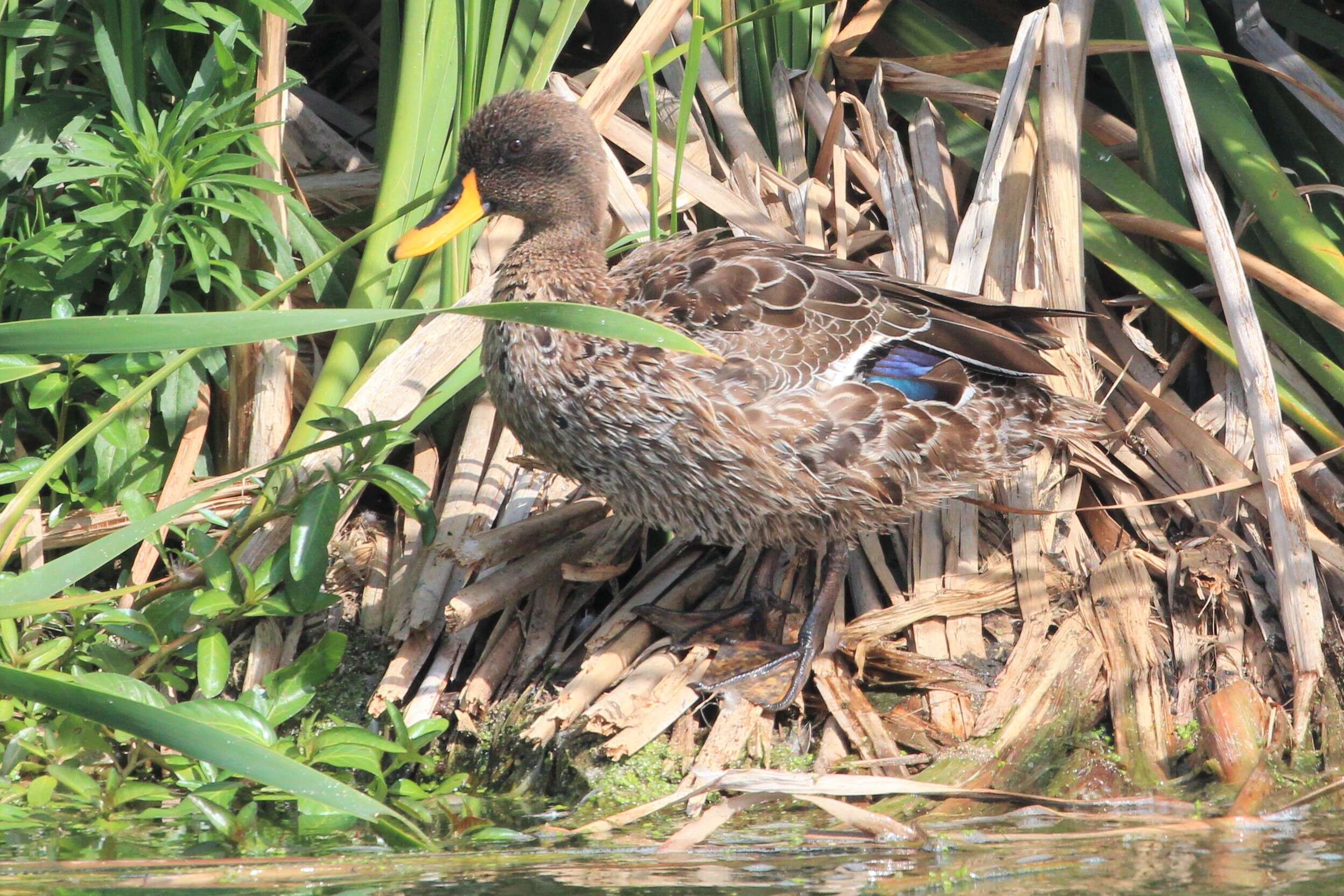 Image of Yellow-billed Duck