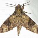 Coelonia fulvinotata (Butler 1875)的圖片