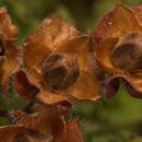 Image of Cistus populifolius subsp. major (Dunal) Heywood