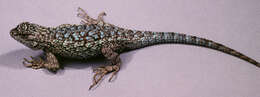 Sceloporus occidentalis longipes Baird 1858 resmi