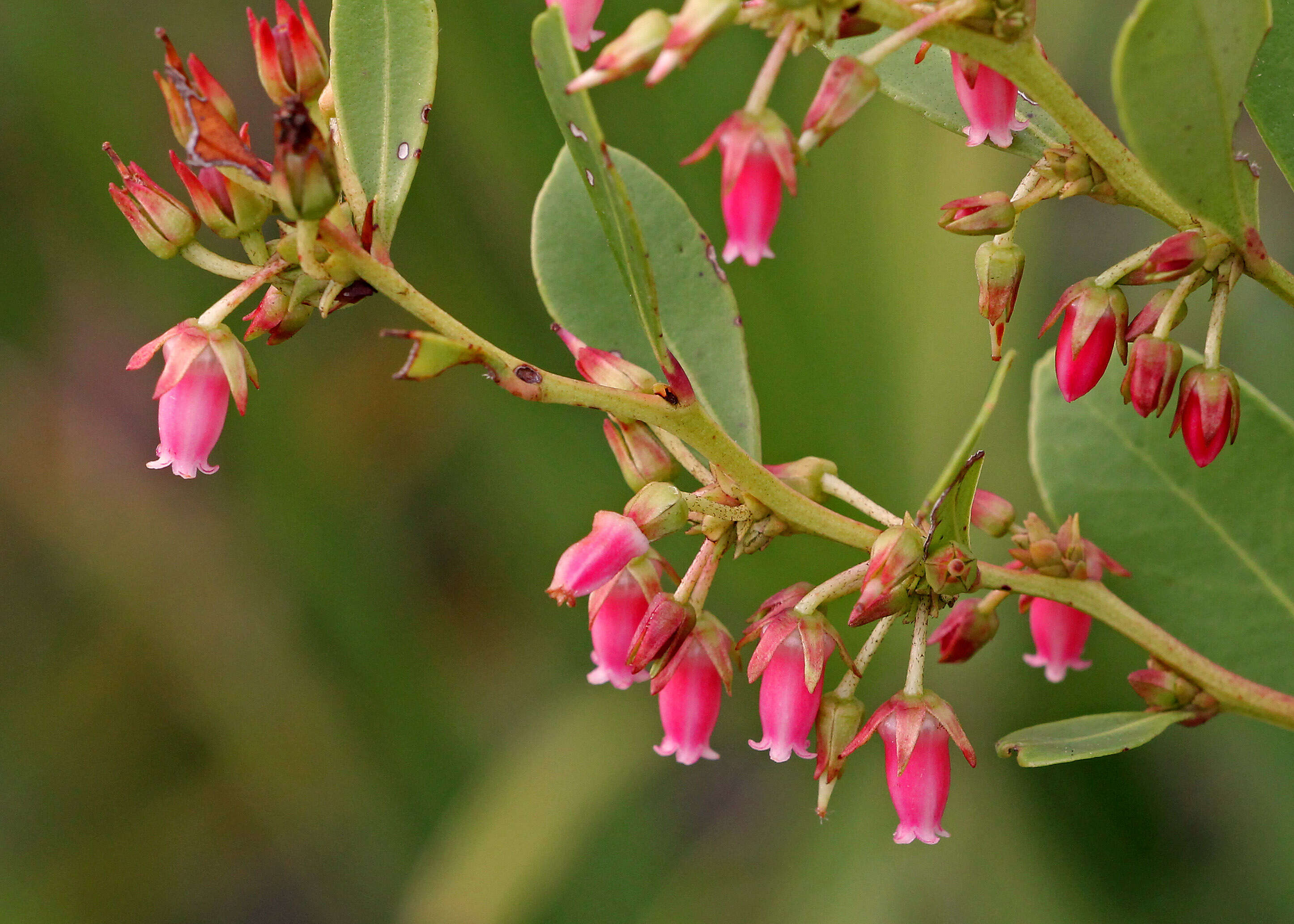 Lyonia lucida (Lam.) C. Koch resmi