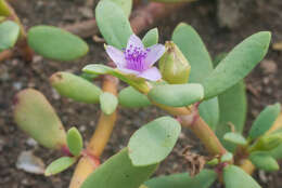 Image of sea purslane