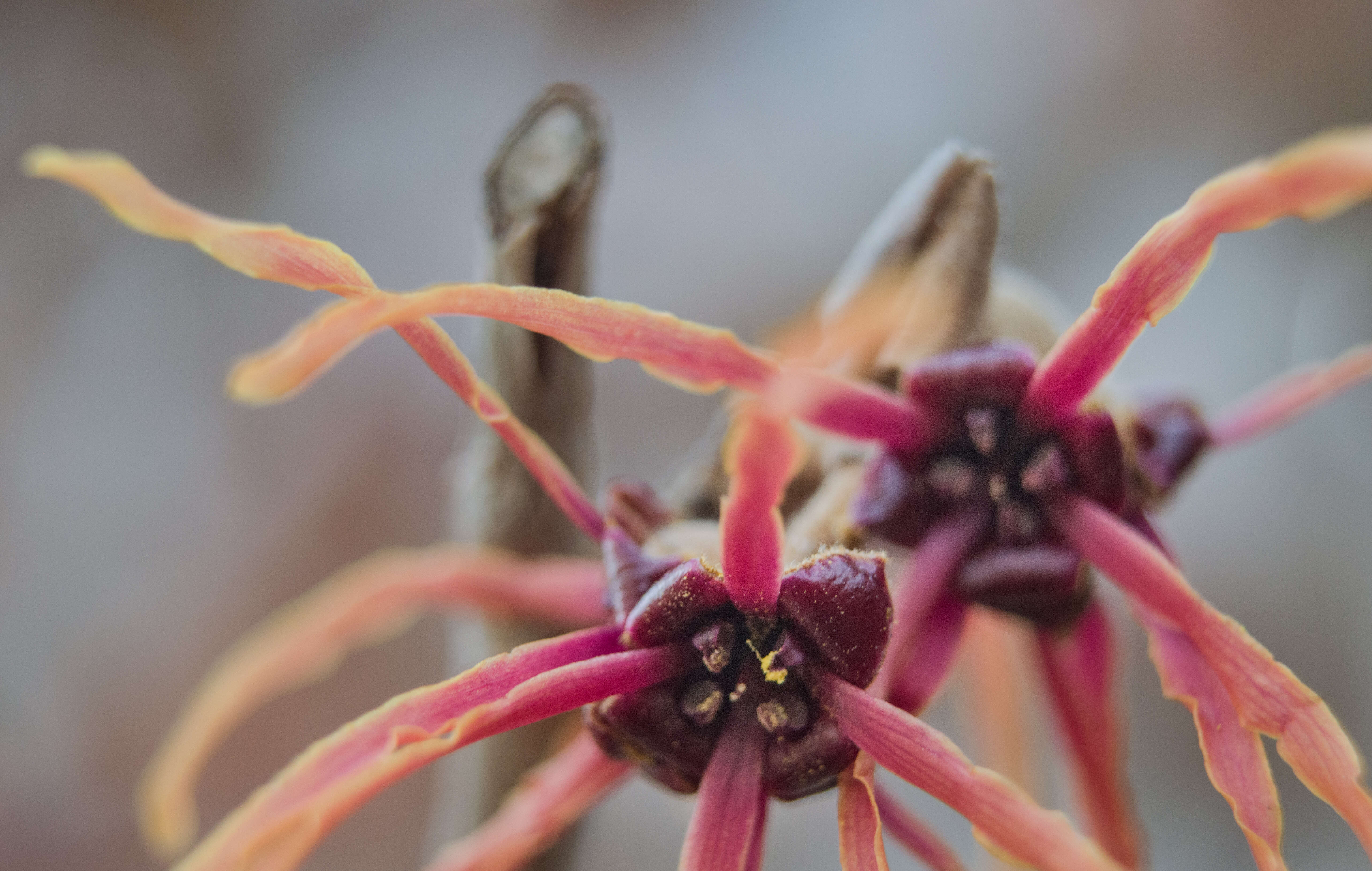 Image of witch-hazel family