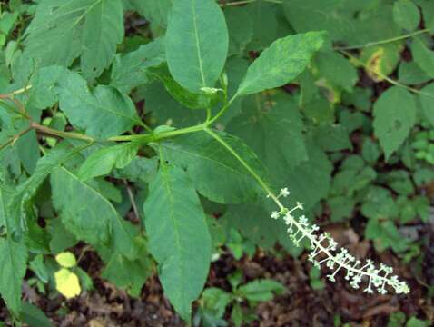 Image of pokeweed