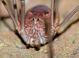 Image of Daddy longleg