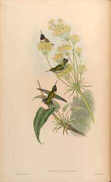 Image of Black-chinned Hummingbird