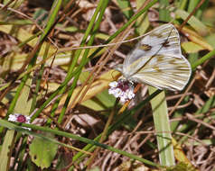 Image of Checkered Whites