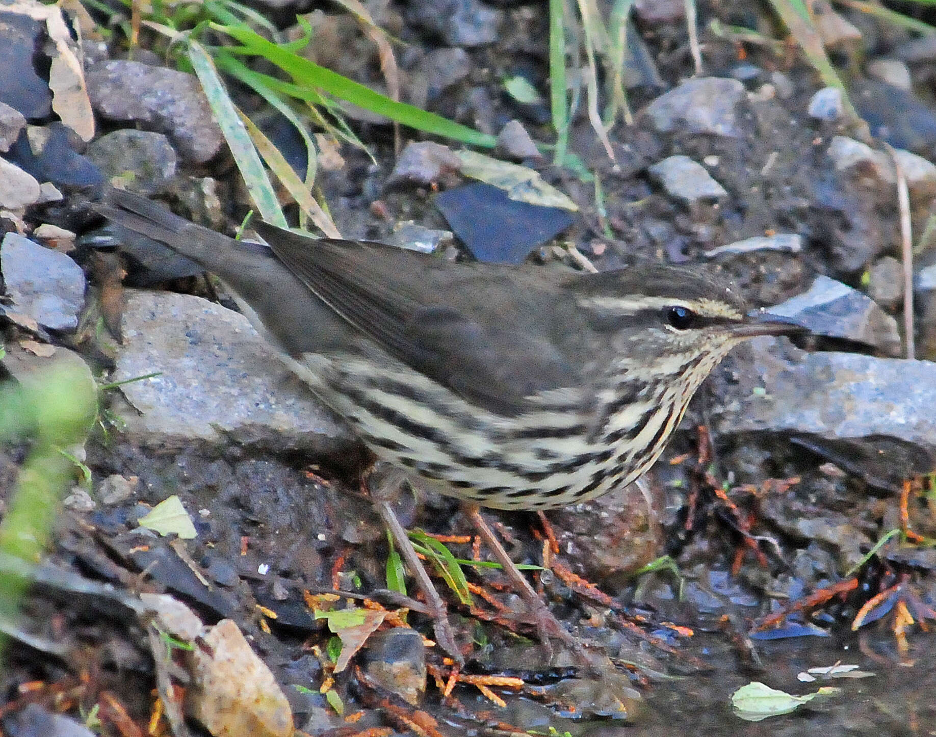 Image of waterthrush