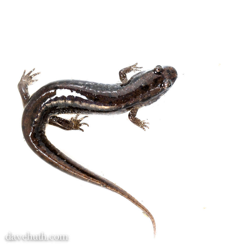 Image of dusky salamanders