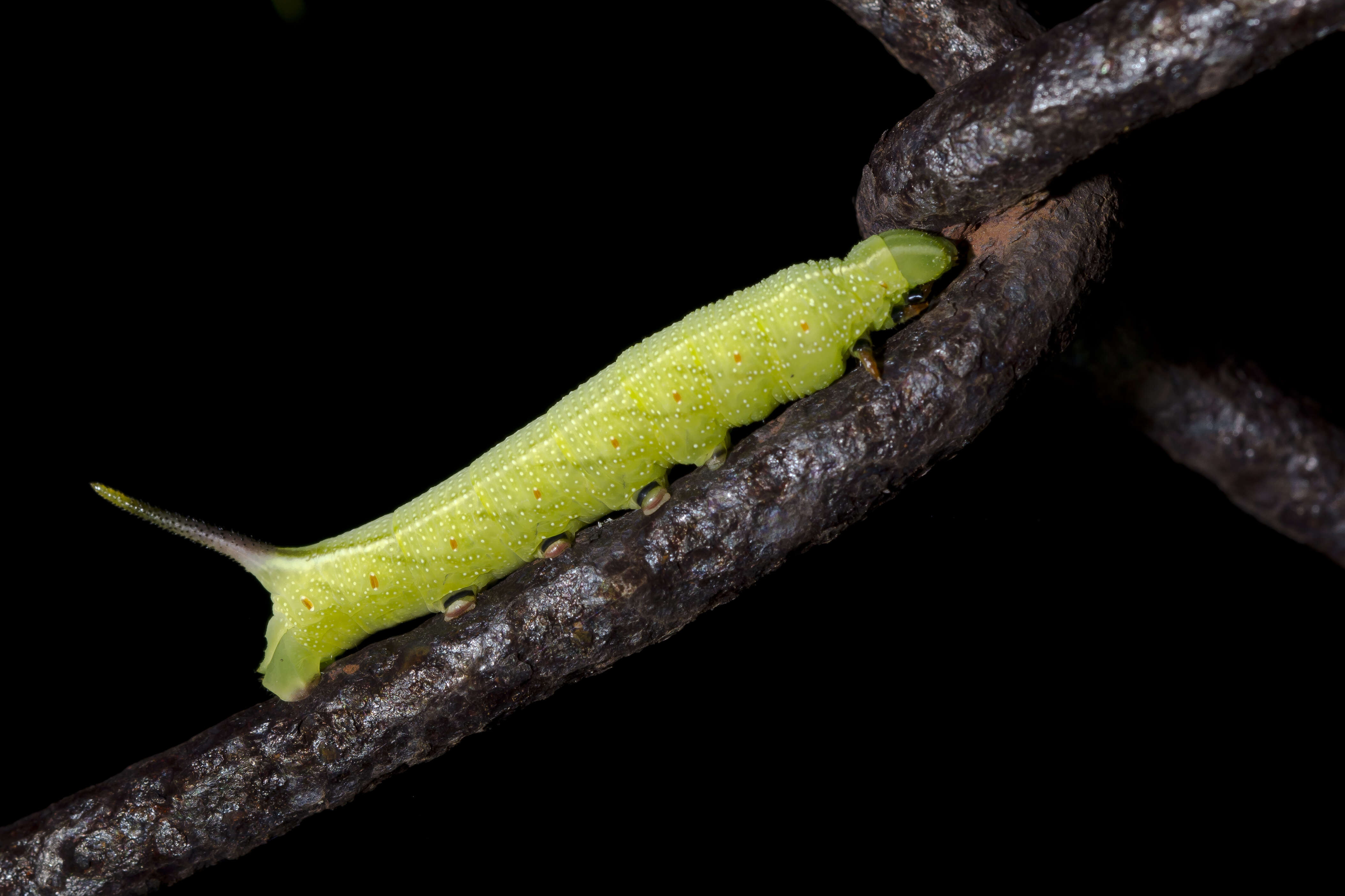 Image of Maile pilau hornworm