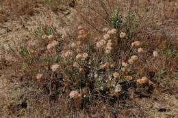 Imagem de Eriogonum ovalifolium Nutt.