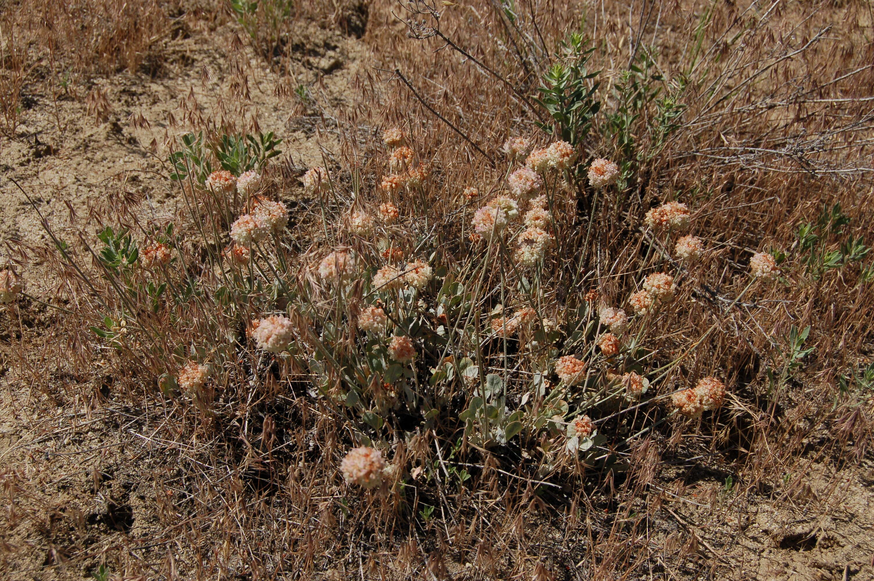 Imagem de Eriogonum ovalifolium Nutt.