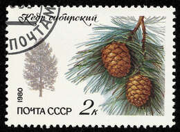 Image de Pin de Sibérie