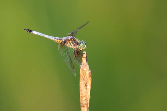 Image of Blue Dasher