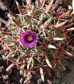 Image of Ferocactus latispinus (Haw.) Britton & Rose