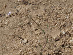 Image of volcanic gilia