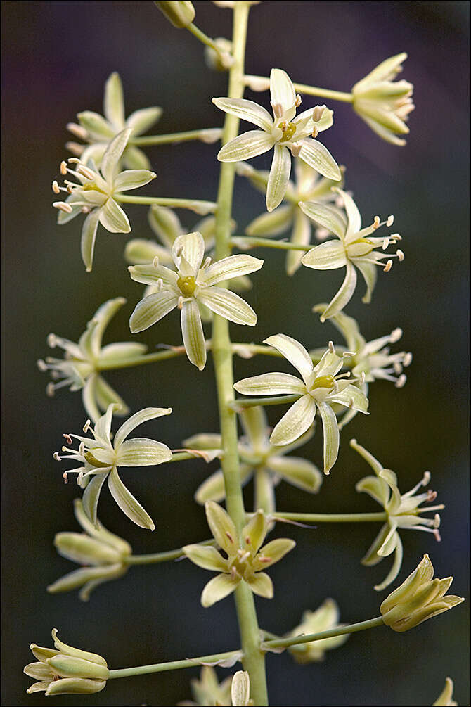 Image of Star-of-Bethlehem