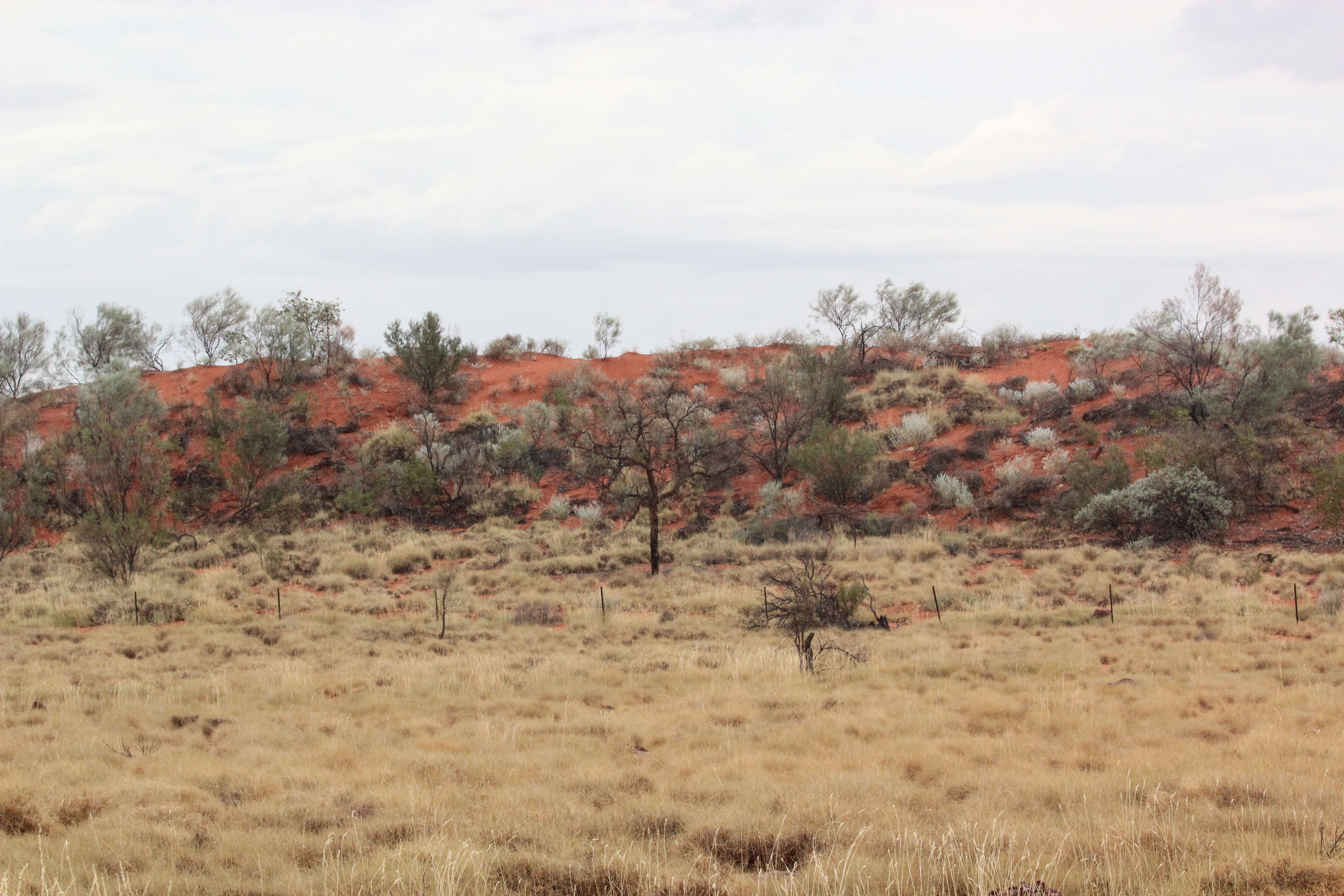 Image of Australian Spinifex