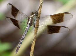 Image of Band-winged Dragonlet