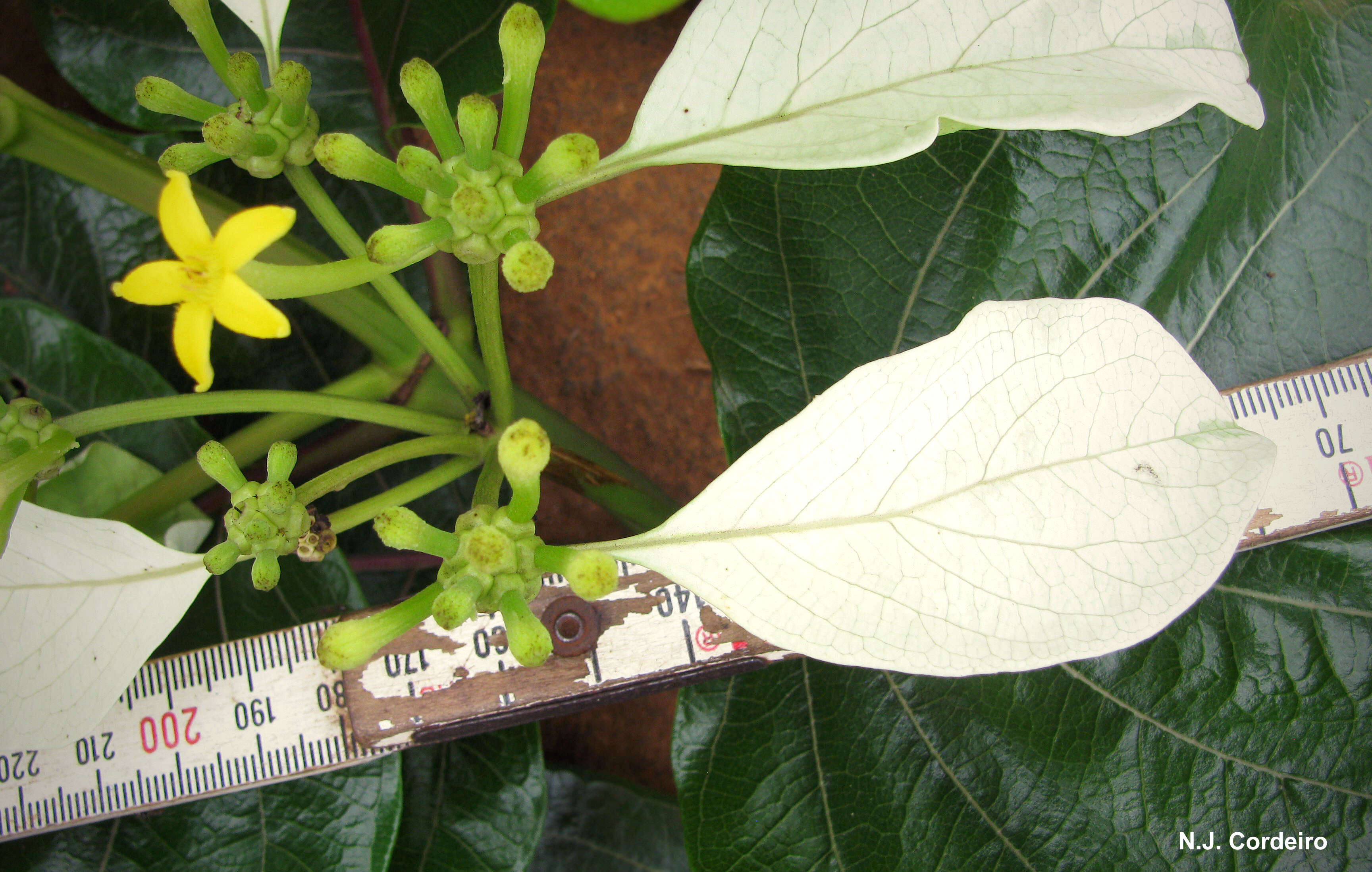 صورة Morinda asteroscepa K. Schum.