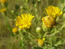 Image of false goldenaster