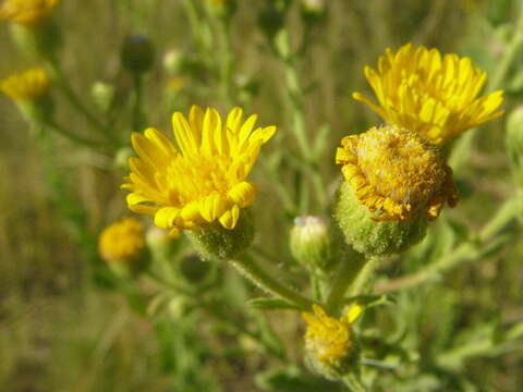 Слика од Heterotheca subaxillaris (Lam.) Britt. & Rusby