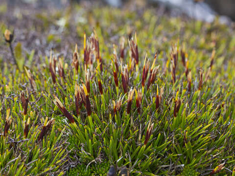 Sivun Oreobolus oligocephalus W. M. Curtis kuva