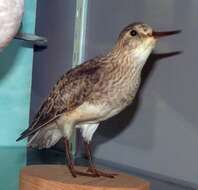 Image of Calidris Merrem 1804