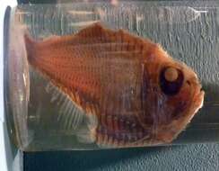 Image of marine hatchetfishes