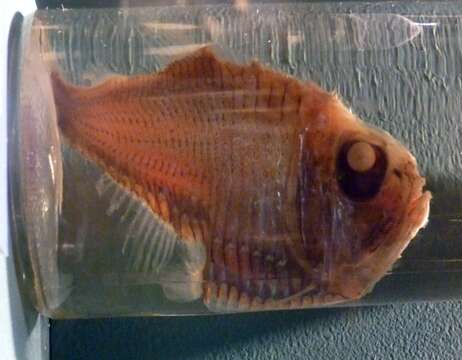 Image of Giant Hatchetfish