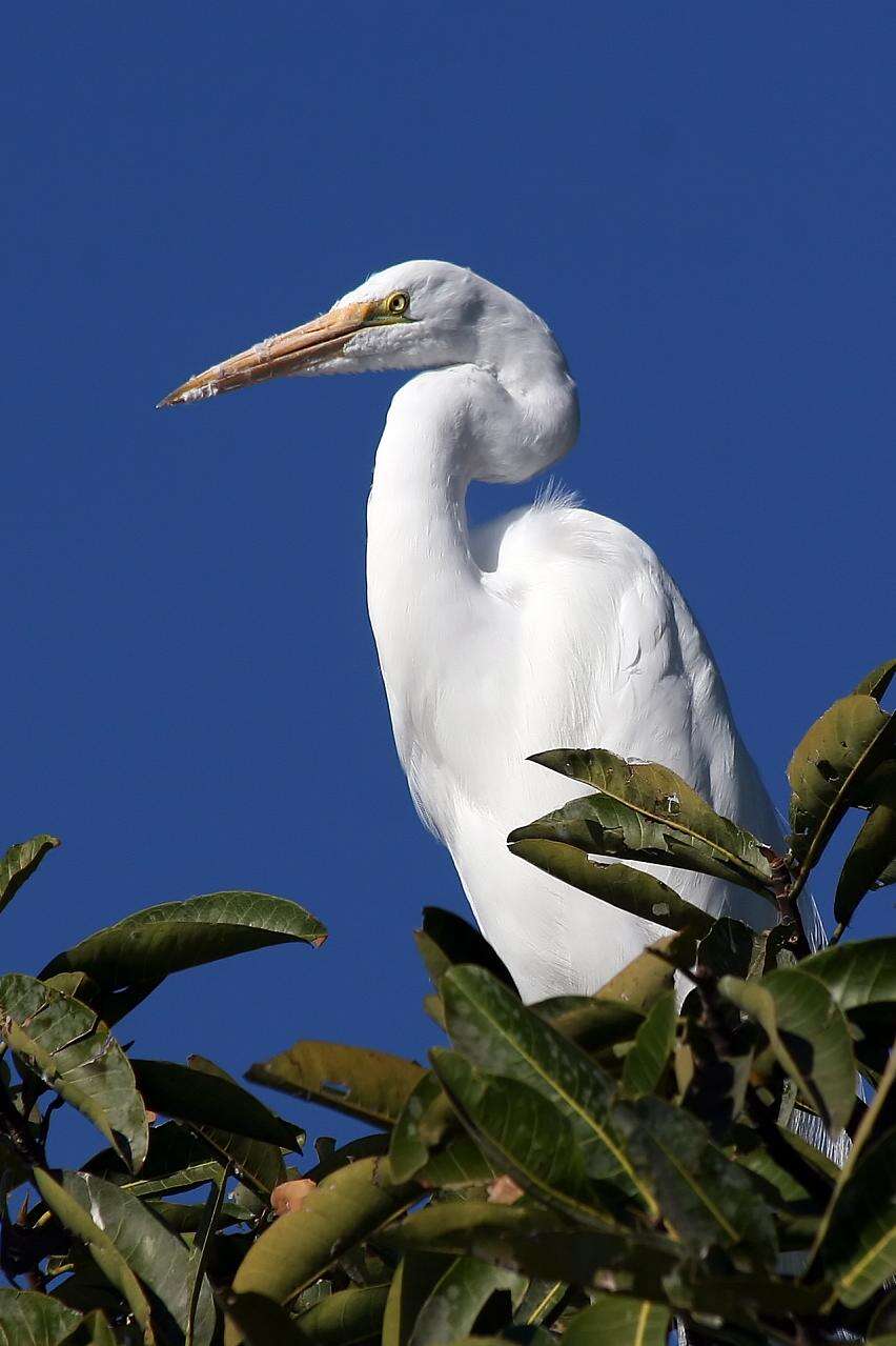 Image of Great Egret