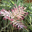 Image of Tillandsia cacticola L. B. Sm.