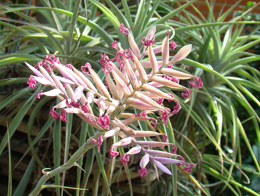 Image of Tillandsia cacticola L. B. Sm.