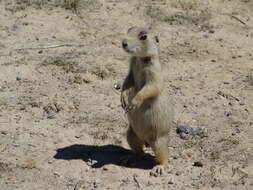 Image of White-tailed Prairie Dog