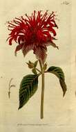 Image of wild bergamot