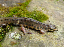 Image of Smooth Newt