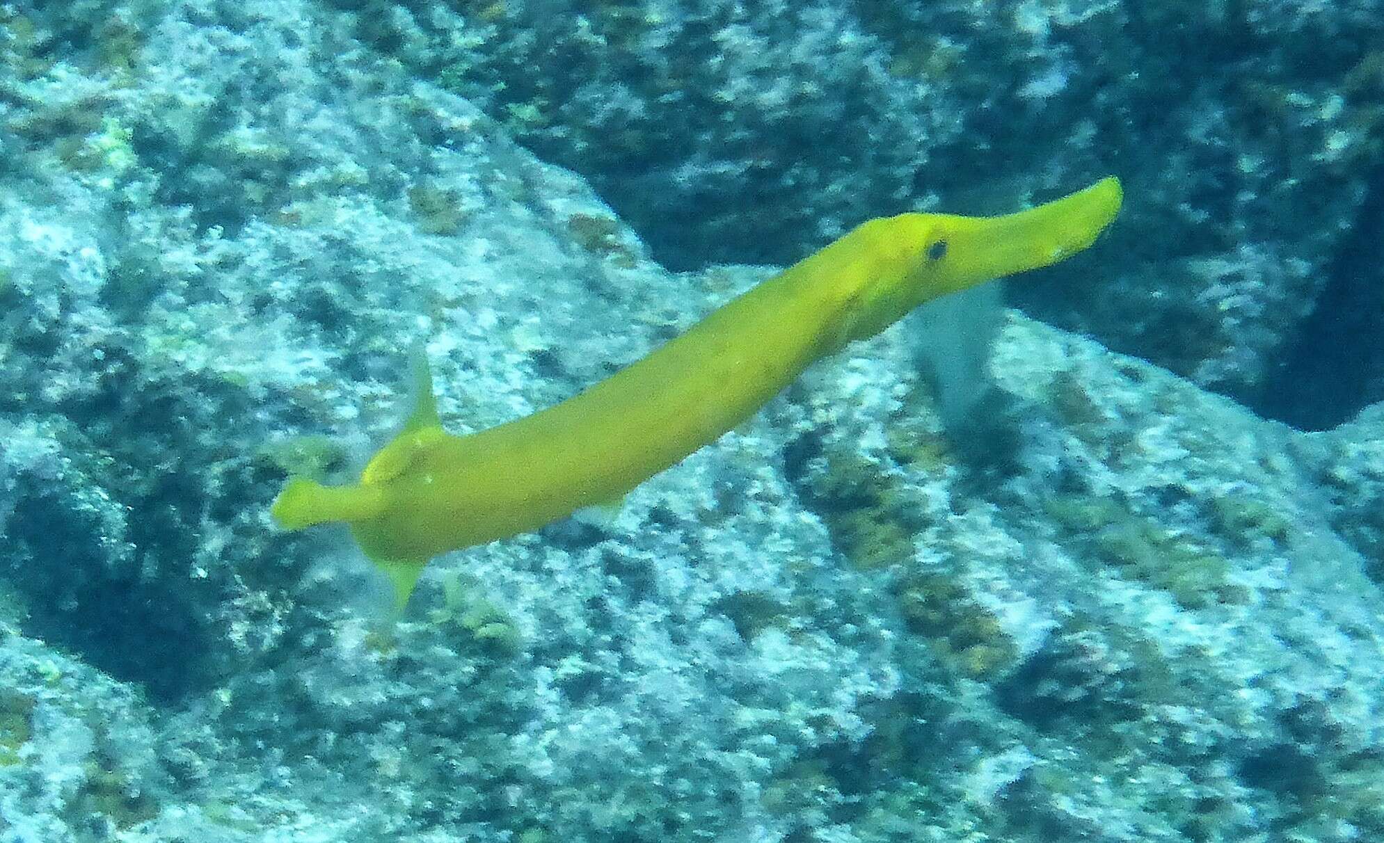 Image of trumpetfishes