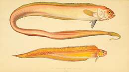 Image of bandfishes